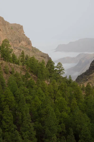El Juncal vadisi ve güneybatı yamaçlarındaki Kanarya Adası çam ağacı kanaryası.. — Stok fotoğraf