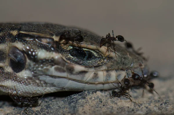 Мурахи на грандіозній Канарії гинуть молоді ящірки - підлітки.. — стокове фото