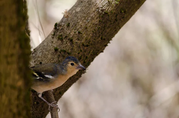 Common chaffinch Fringilla coelebs canariensis on a branch. — Stok Foto