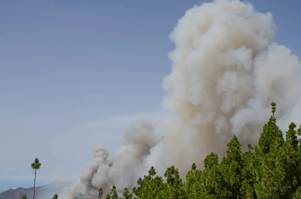 Incendie de forêt dans une forêt de pins des Canaries. — Photo