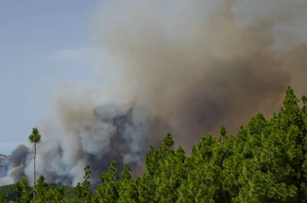 카나리아 제도 소나무 숲에서 일어난 산불. — 스톡 사진