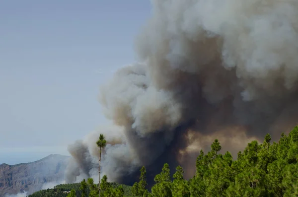 Incendie de forêt dans une forêt de pins des Canaries. — Photo