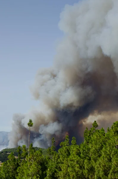 Πυρκαγιά σε ένα δάσος από πεύκα Καναρίων Νήσων. — Φωτογραφία Αρχείου