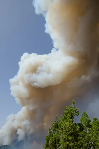 Πυρκαγιά σε ένα δάσος από πεύκα Καναρίων Νήσων. — Φωτογραφία Αρχείου