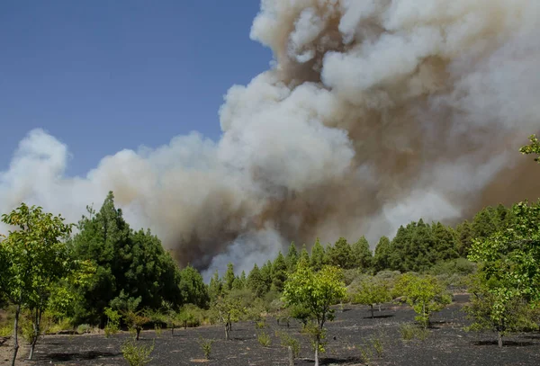 Incendie de forêt dans le parc rural Nublo. — Photo