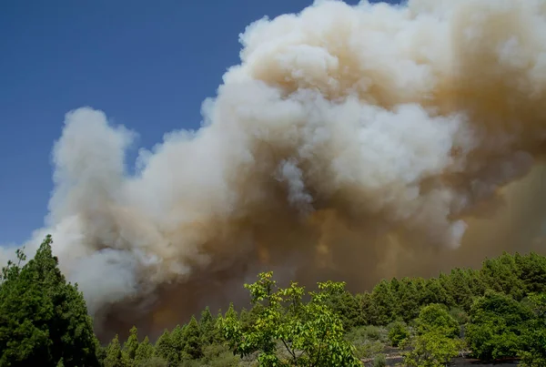 Incendie de forêt dans le parc rural Nublo. — Photo
