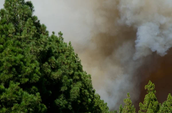 カナリア島の森の中の森林火災松. — ストック写真