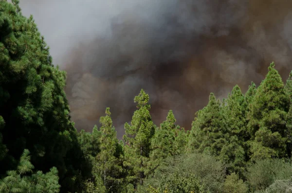 Bosbrand in een bos van Canarische Eilanden dennenbos. — Stockfoto