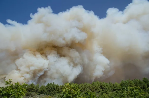 Incendie de forêt dans le parc rural Nublo. — Photo
