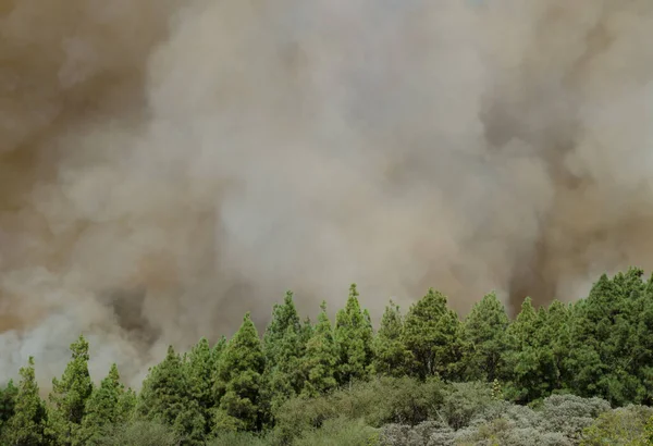 카나리아 제도 소나무 숲에서 일어난 산불. — 스톡 사진