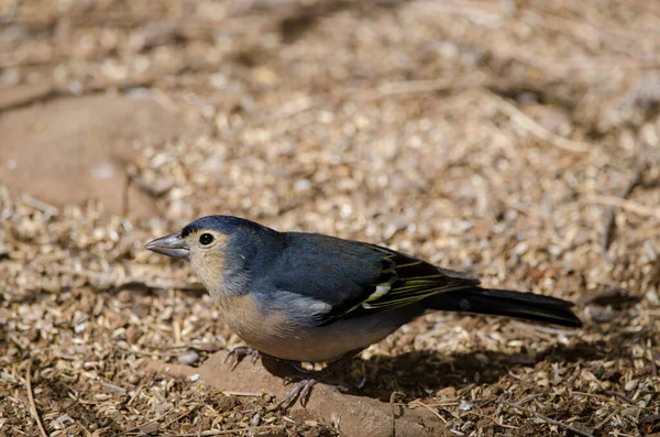 Fringilla coelebs canariensis in the ground.