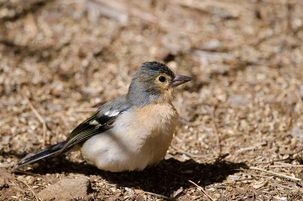 Fringilla coelebs canariensis in the ground.
