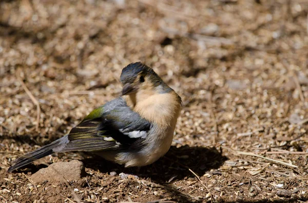 Buchfink Fringilla coelebs canariensis auf dem Boden. — Stockfoto