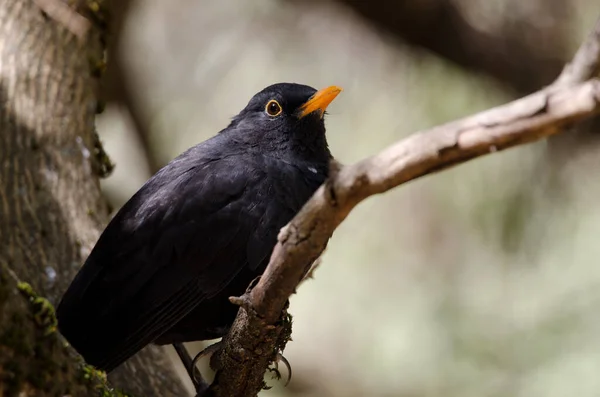 Madeiransk koltrast Turdus merula cabrerae på en gren. — Stockfoto