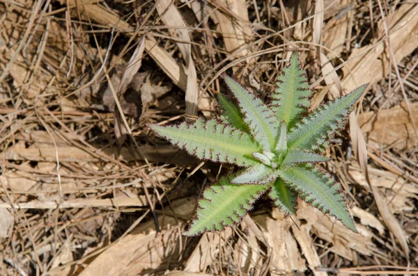 Mladé natáčení Sonchus acaulis v lese. — Stock fotografie