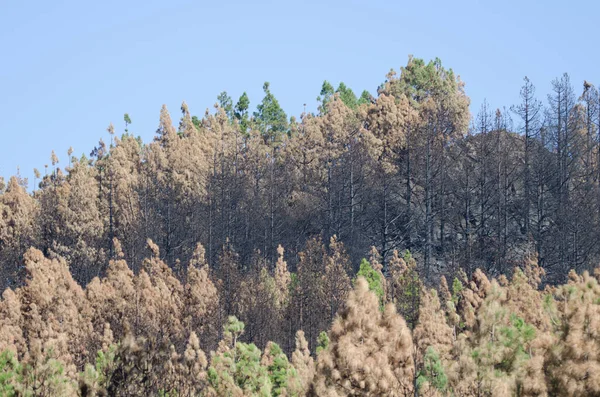 Forêt brûlée de pin des Canaries Pinus canariensis. — Photo