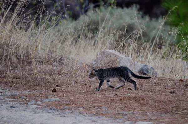 Feral cat Felis silvestris catus in the Integral Natural Reserve of Inagua. — Stock fotografie