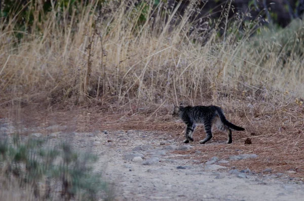 Feral cat Felis silvestris catus in the Integral Natural Reserve of Inagua. — Stock fotografie