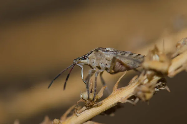 Schildwanze Codophila varia auf einem Pflanzenstamm. — Stockfoto