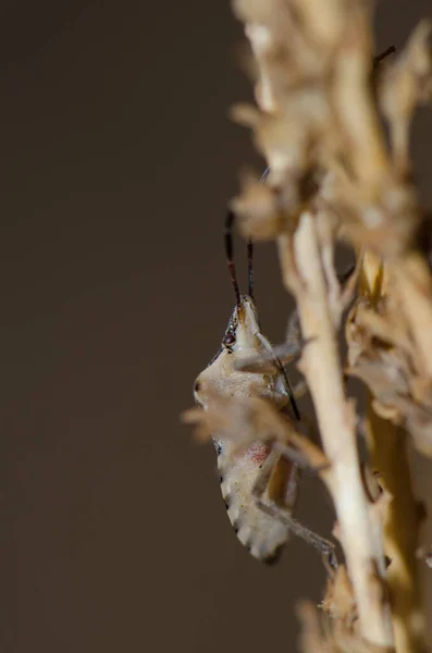 Schildwanze Codophila varia auf einem Pflanzenstamm. — Stockfoto