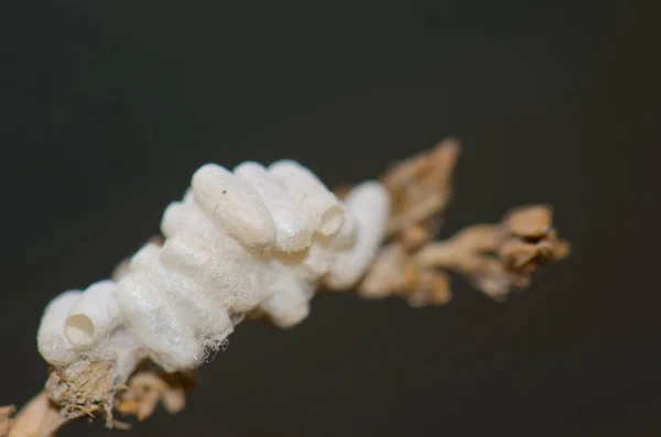 기생 말벌인 Cotesia glomeratus 의 코 롱. — 스톡 사진