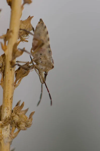 Bug de escudo Codophila varia em uma haste de fábrica. — Fotografia de Stock