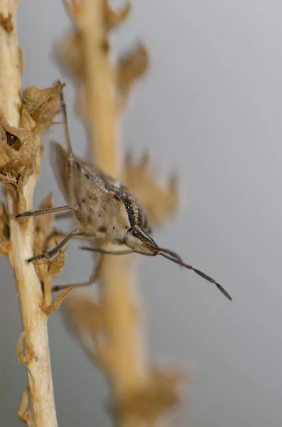 식물 줄기에 붙어 있는 방어 벌레 코도 필라 파라. — 스톡 사진