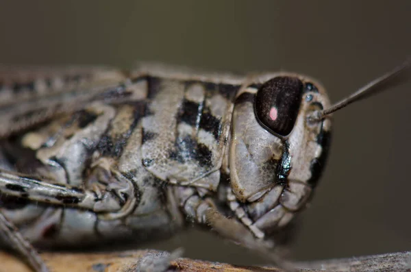 Kanárské kleště kobylka Calliptamus plebeius na větvi. — Stock fotografie