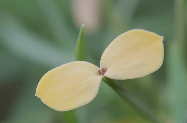 Primer plano de las hojas de Euphorbia regis-jubae. —  Fotos de Stock