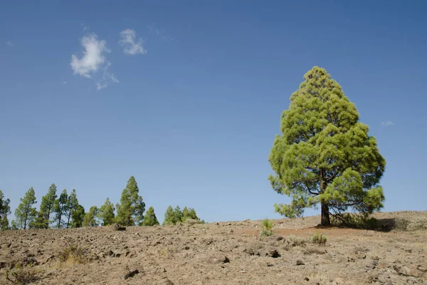 Pin des Canaries sur un terrain rocheux. — Photo