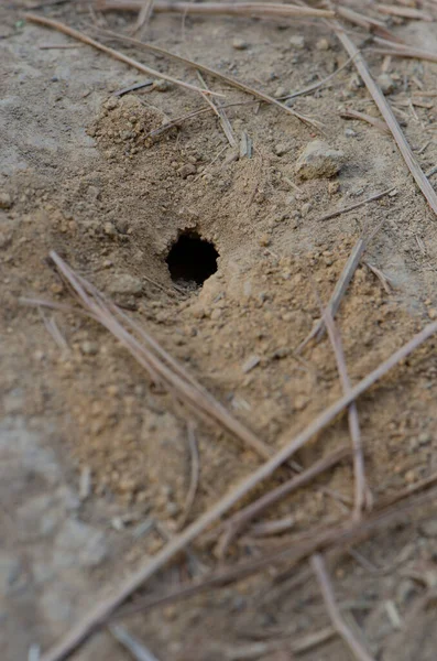 Nido de avispa en el suelo en el Parque Rural Nublo. — Foto de Stock