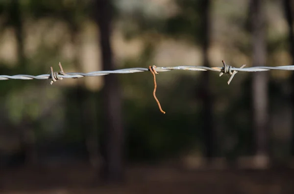 Σύρμα Σπάικ φρουρεί μια φάρμα στο Αγροτικό Πάρκο Νούμπλο.. — Φωτογραφία Αρχείου