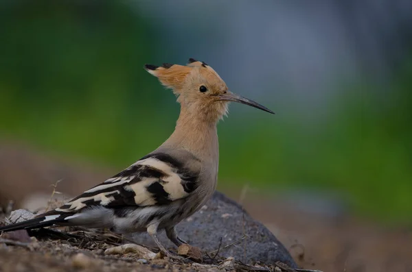 Eurasiático hoopoe Upupa epops em Las Palmas de Gran Canaria. — Fotografia de Stock