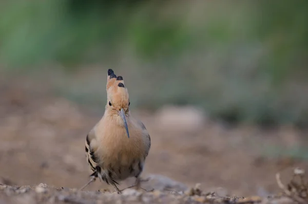 Ευρασιατική hoopoe Upupa εποχές στο Las Palmas de Gran Canaria. — Φωτογραφία Αρχείου