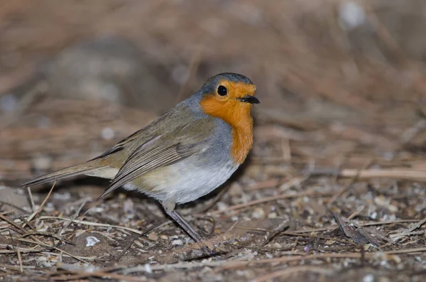 Robin Erithacus rubecula superbus na zemi. — Stock fotografie