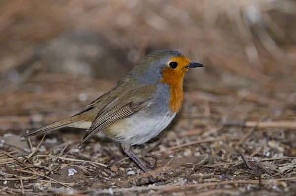 Robin Erithacus rubecula superbus na zemi. — Stock fotografie