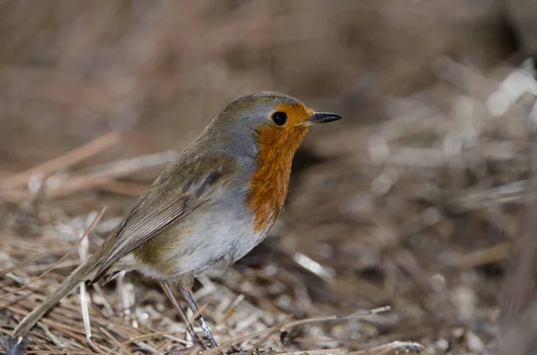 Robin Erithacus rubecula superbus en el suelo. — Foto de Stock