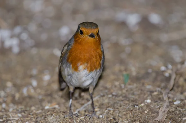 Robin Erithacus rubecula superbus no chão. — Fotografia de Stock