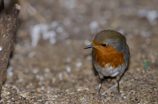 Robin Erithacus rubecula superbus no chão. — Fotografia de Stock