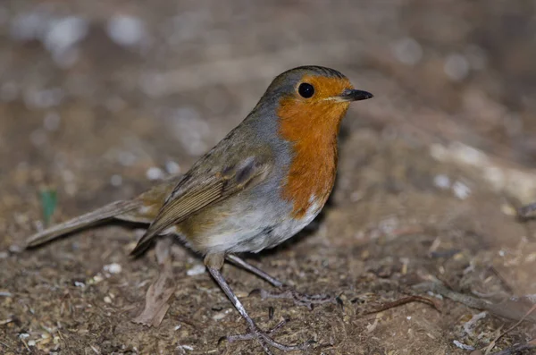 Robin Erithacus rubecula superbus na zemi. — Stock fotografie