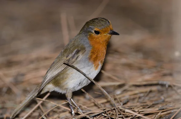 Robin Erithacus rubecula superbus na zemi. — Stock fotografie