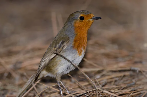 Robin Erithacus rubecula superbus na zemi. — Stock fotografie