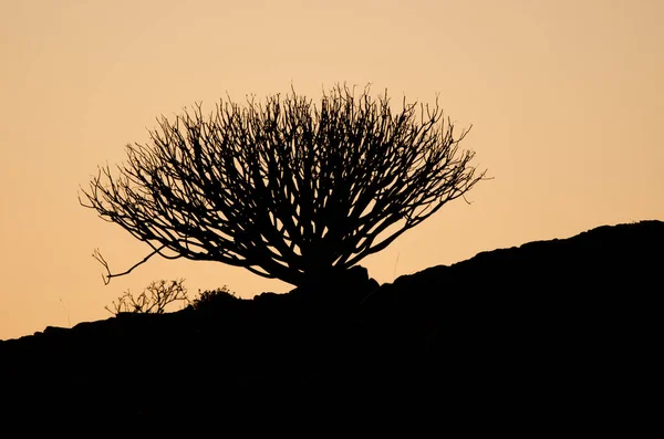 ヌブロ農村公園の日没時にシュラブ・ユーフォルビア・レギス・ジュベ. — ストック写真