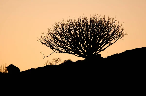 무블로 시골 공원의 해질 무렵에는 휴화산 (Nublo Rural Park) 의 휴화산 (Euphorbia regis-jubae). — 스톡 사진