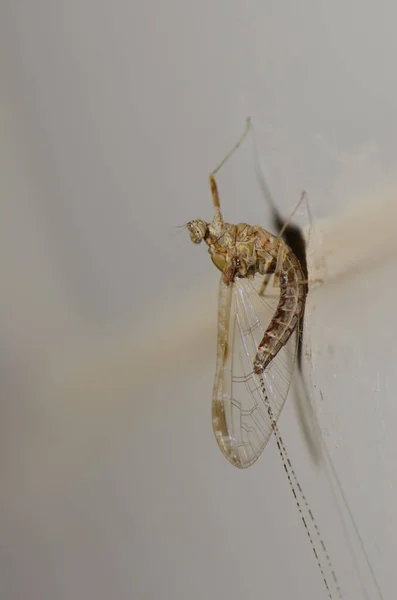 Gros plan d'un éphémère Cloeum dipterum sur un mur. — Photo