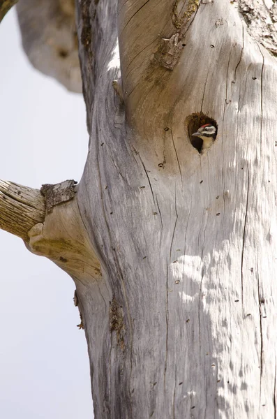 Chick of great spotted woodpecker in the entrance of its nest. — Stock fotografie
