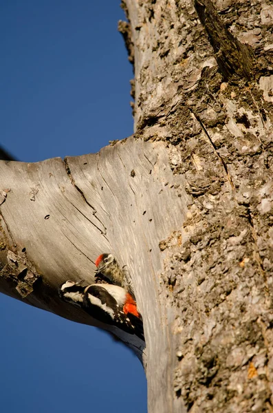 Hembra de gran pájaro carpintero manchado y polluelo en la entrada de su nido. — Foto de Stock