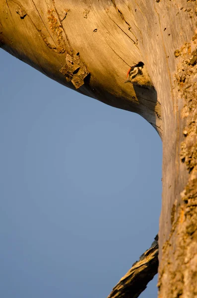 Chick of great spotted woodpecker in the entrance of its nest. — Stock fotografie