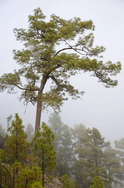 Леса Канарского острова сосна в тумане. — стоковое фото
