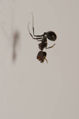 Örümcek ipeğinden sallanan marangoz karınca.